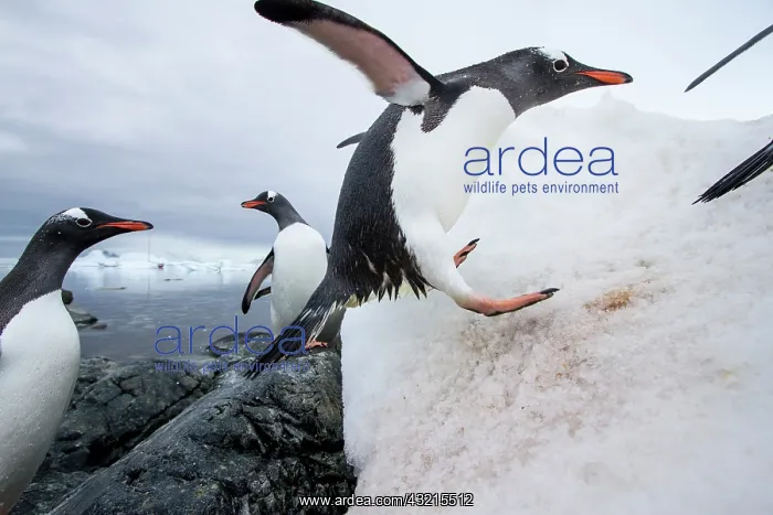 : Antarctica, Cuverville Island, Gentoo Penguins : Antarctica, Cuverville Island, Gentoo Penguins