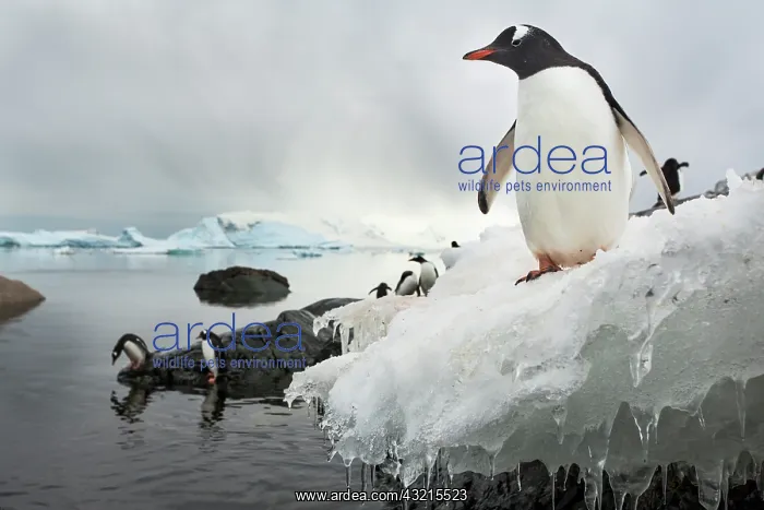 : Antarctica, Cuverville Island, Gentoo Penguins : Antarctica, Cuverville Island, Gentoo Penguins