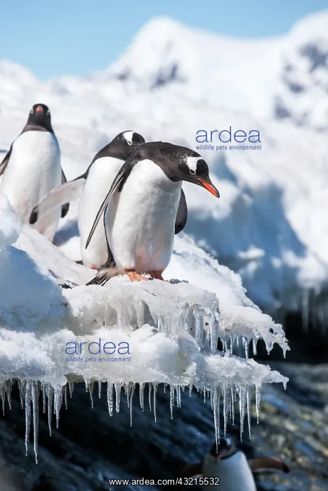 : Antarctica, Cuverville Island, Gentoo Penguins : Antarctica, Cuverville Island, Gentoo Penguins