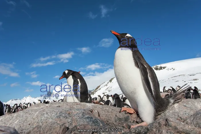 : Antarctica, Cuverville Island, Gentoo Penguins : Antarctica, Cuverville Island, Gentoo Penguins