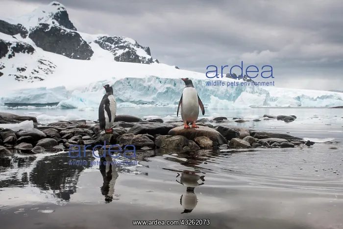 : Antarctica, Cuverville Island, Gentoo Penguins : Antarctica, Cuverville Island, Gentoo Penguins