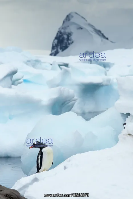 : Antarctica, Cuverville Island, Gentoo Penguins : Antarctica, Cuverville Island, Gentoo Penguins