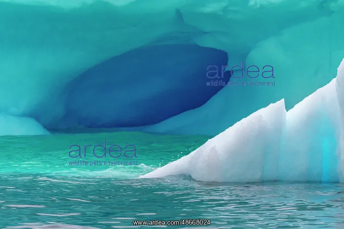 : Antarctica, Cuverville Island. Iceberg cave. ic Cathy & Gord : Antarctica, Cuverville Island. Iceberg cave. ic Cathy & Gord