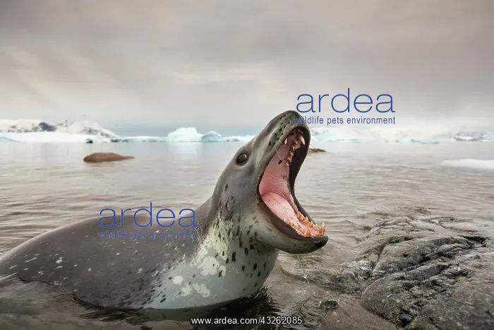 : Antarctica, Cuverville Island, Leopard Seal : Antarctica, Cuverville Island, Leopard Seal
