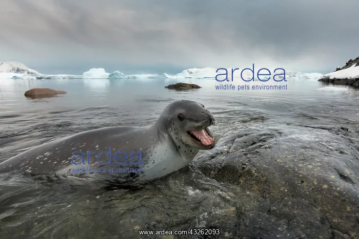 : Antarctica, Cuverville Island, Leopard Seal : Antarctica, Cuverville Island, Leopard Seal