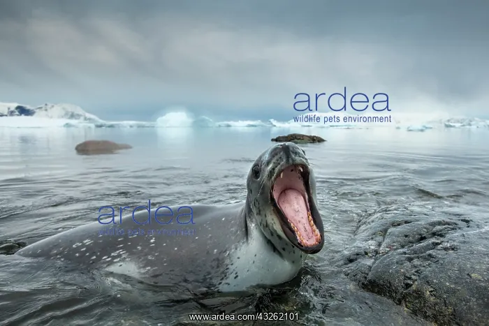 : Antarctica, Cuverville Island, Leopard Seal : Antarctica, Cuverville Island, Leopard Seal