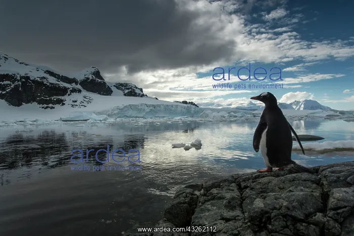 : Antarctica, Cuverville Island, Silhouette : Antarctica, Cuverville Island, Silhouette