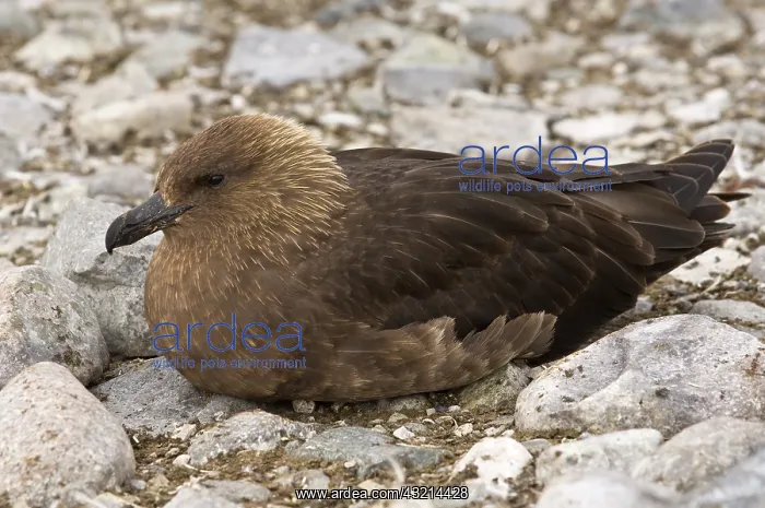 : Antarctica, Cuverville Island. Skua gull : Antarctica, Cuverville Island. Skua gull