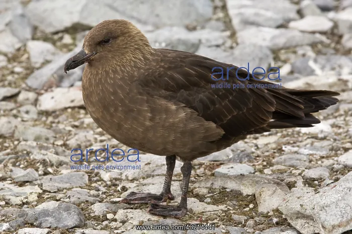 : Antarctica, Cuverville Island. Skua gull : Antarctica, Cuverville Island. Skua gull