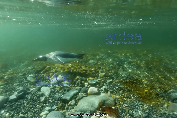 : Antarctica, Cuverville Island, Underwater : Antarctica, Cuverville Island, Underwater