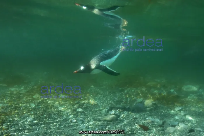 : Antarctica, Cuverville Island, Underwater : Antarctica, Cuverville Island, Underwater