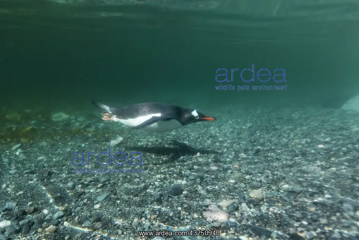 : Antarctica, Cuverville Island, Underwater : Antarctica, Cuverville Island, Underwater