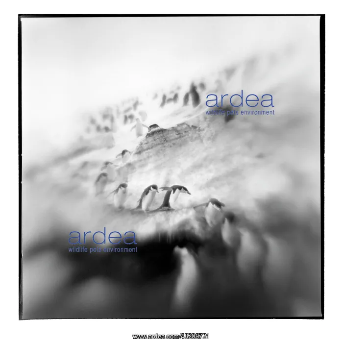 : Antarctica, Deception Island, Blurred black : Antarctica, Deception Island, Blurred black