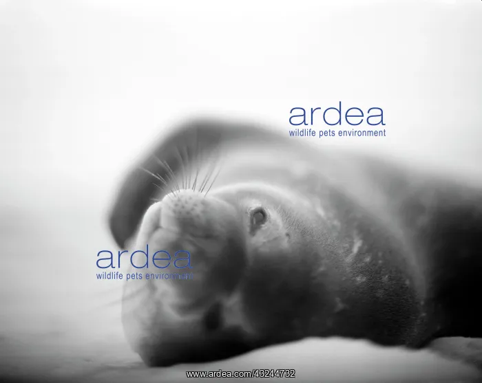 : Antarctica, Deception Island, Blurred black : Antarctica, Deception Island, Blurred black