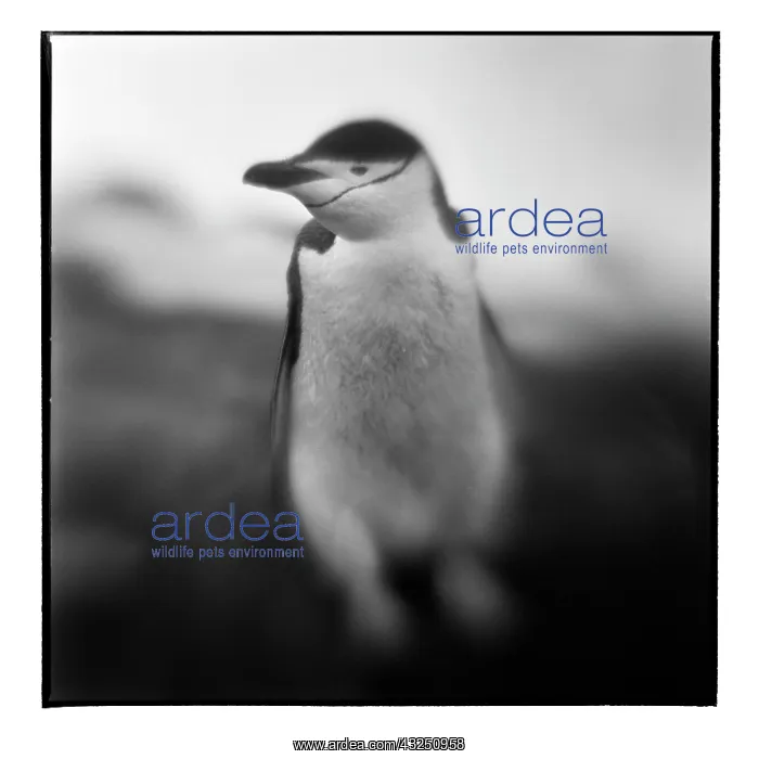 : Antarctica, Deception Island, Blurred black : Antarctica, Deception Island, Blurred black