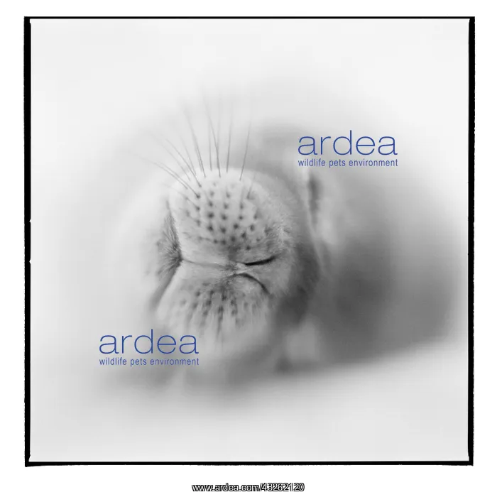 : Antarctica, Deception Island, Blurred black : Antarctica, Deception Island, Blurred black