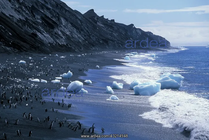 : Antarctica, Deception Island, Chinstrap : Antarctica, Deception Island, Chinstrap