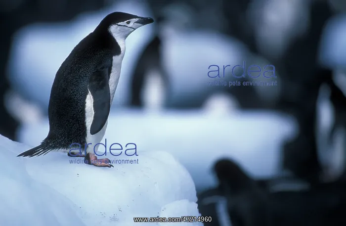 : Antarctica, Deception Island, Chinstrap : Antarctica, Deception Island, Chinstrap