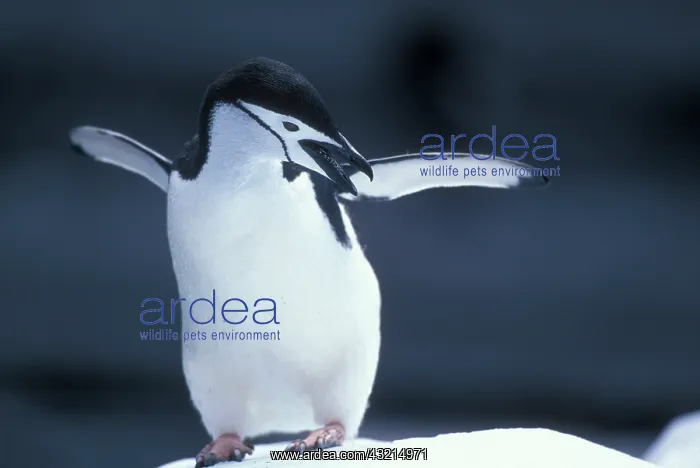 : Antarctica, Deception Island, Chinstrap : Antarctica, Deception Island, Chinstrap