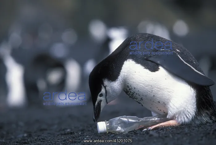 : Antarctica, Deception Island, Chinstrap penguin : Antarctica, Deception Island, Chinstrap penguin