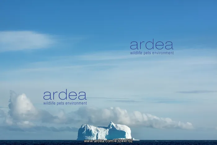 : Antarctica, Deception Island, Massive tabular : Antarctica, Deception Island, Massive tabular
