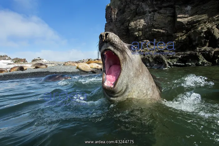 : Antarctica, Elephant Seal (Mirounga leonina) : Antarctica, Elephant Seal (Mirounga leonina)