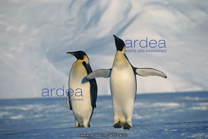 : Antarctica, Emperor Penguins standing in : Antarctica, Emperor Penguins standing in