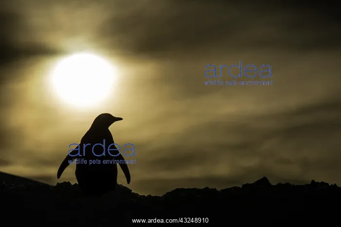 : Antarctica, Enterprise Island, Silhouette : Antarctica, Enterprise Island, Silhouette