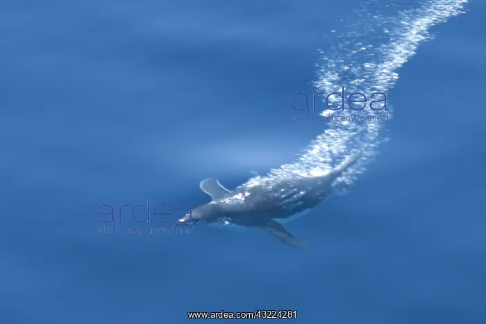 : Antarctica, Far East Coast of Antarctica : Antarctica, Far East Coast of Antarctica