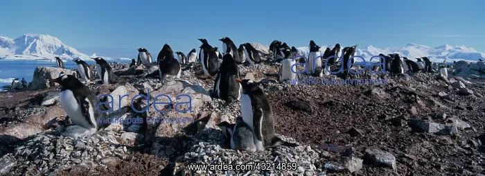 : Antarctica, Gentoo Penguin (Pygoscelis papua) : Antarctica, Gentoo Penguin (Pygoscelis papua)