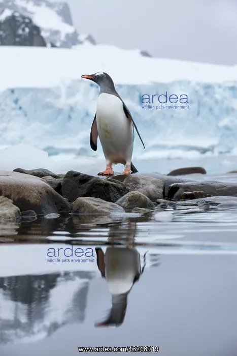  : Antarctica, Gentoo Penguin (Pygoscelis papua)
