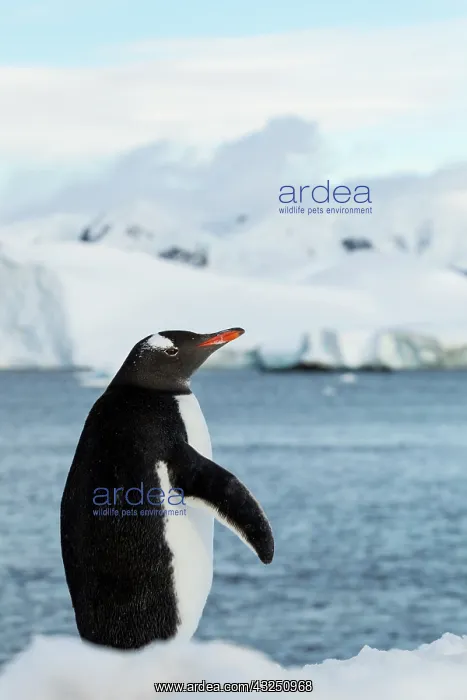 : Antarctica, Gentoo Penguin (Pygoscelis papua) : Antarctica, Gentoo Penguin (Pygoscelis papua)