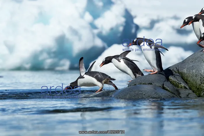 : Antarctica, Gentoo Penguins (Pygoscelis : Antarctica, Gentoo Penguins (Pygoscelis