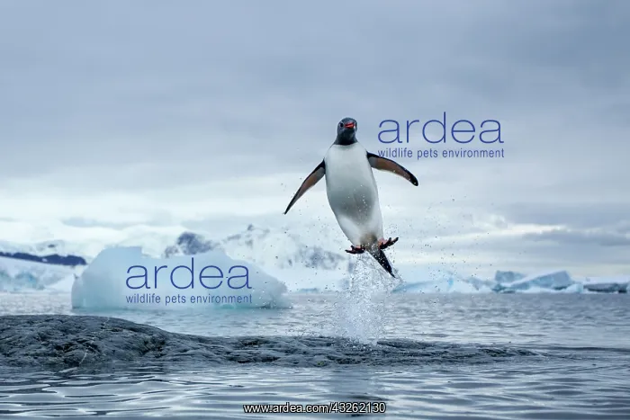 : Antarctica, Gentoo Penguins(Pygoscelis papua) : Antarctica, Gentoo Penguins(Pygoscelis papua)