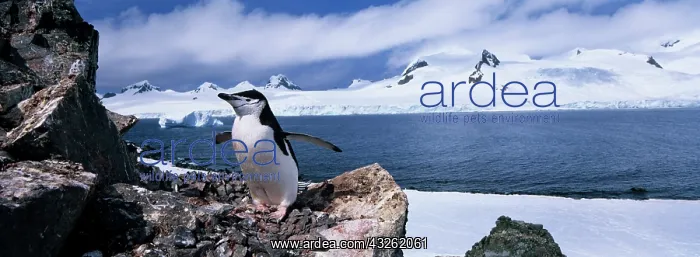 : Antarctica, Half Moon Island, Chinstrap : Antarctica, Half Moon Island, Chinstrap