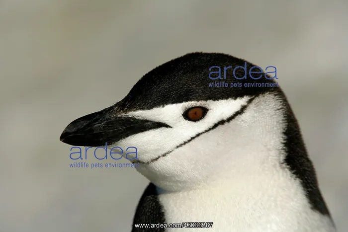: Antarctica, Half Moon Island. Close-up of : Antarctica, Half Moon Island. Close-up of