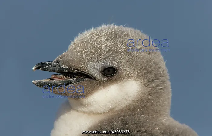 : Antarctica, Half Moon Island. Portrait of : Antarctica, Half Moon Island. Portrait of