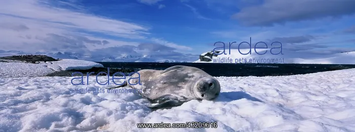 : Antarctica, Half Moon Island, Weddell Seal : Antarctica, Half Moon Island, Weddell Seal