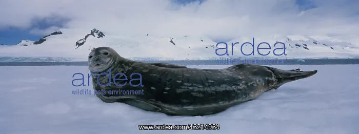 : Antarctica, Half Moon Island, Weddell Seal : Antarctica, Half Moon Island, Weddell Seal