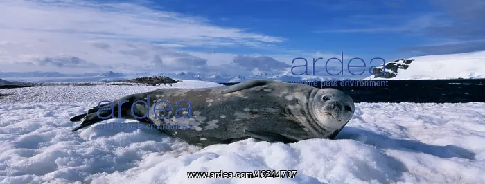 : Antarctica, Half Moon Island, Weddell Seal : Antarctica, Half Moon Island, Weddell Seal