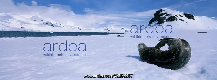 : Antarctica, Half Moon Island, Weddell Seal : Antarctica, Half Moon Island, Weddell Seal