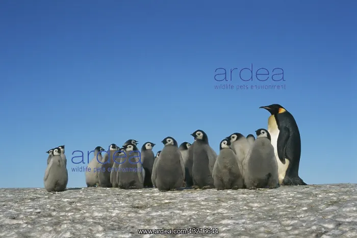 : Antarctica, Herd of Emperor Penguins in : Antarctica, Herd of Emperor Penguins in