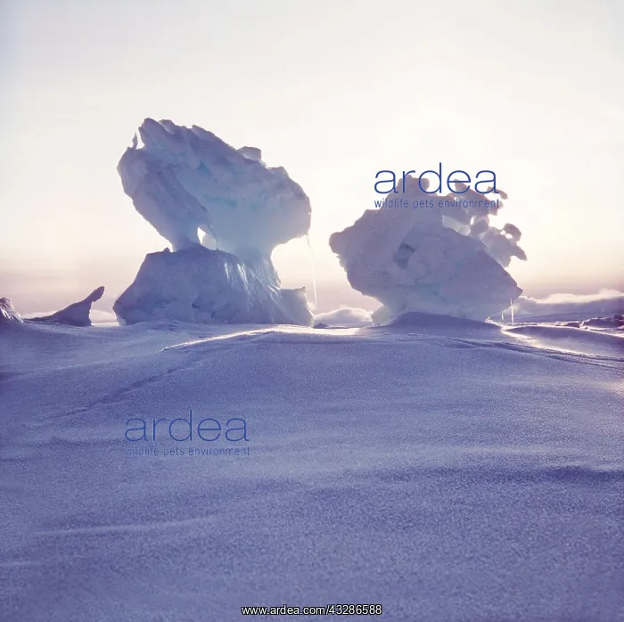 : Antarctica - Iceberg Sculptures : Antarctica - Iceberg Sculptures