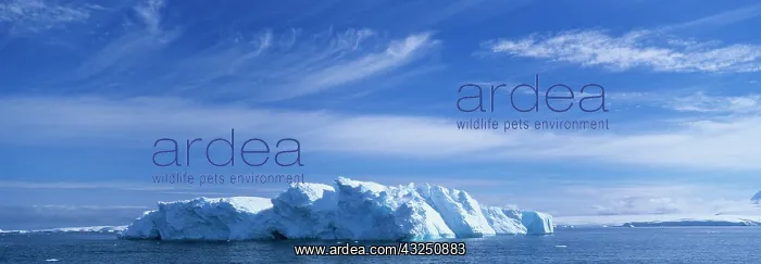 : Antarctica, Icebergs floating in Gerlache : Antarctica, Icebergs floating in Gerlache