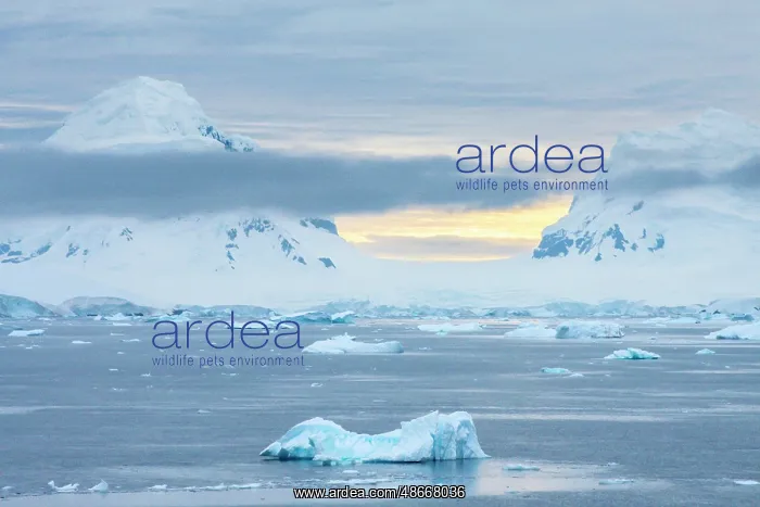 : Antarctica. Icebergs and mountains at sunset. ic Cathy & : Antarctica. Icebergs and mountains at sunset. ic Cathy &