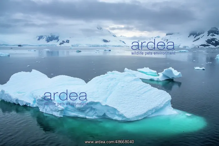 : Antarctica. Icebergs and mountains at sunset. ic Cathy & : Antarctica. Icebergs and mountains at sunset. ic Cathy &