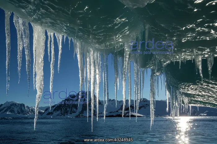 : Antarctica, Icicle hangs from melting iceberg : Antarctica, Icicle hangs from melting iceberg