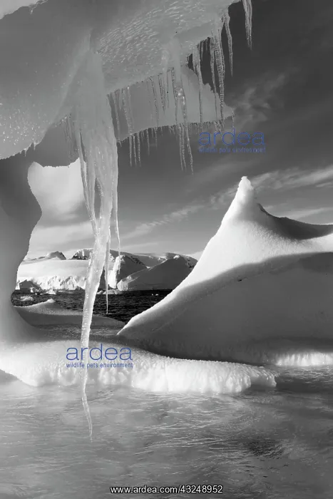 : Antarctica, Icicle hangs from melting iceberg : Antarctica, Icicle hangs from melting iceberg