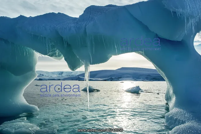 : Antarctica, Icicles hang from arched iceberg : Antarctica, Icicles hang from arched iceberg