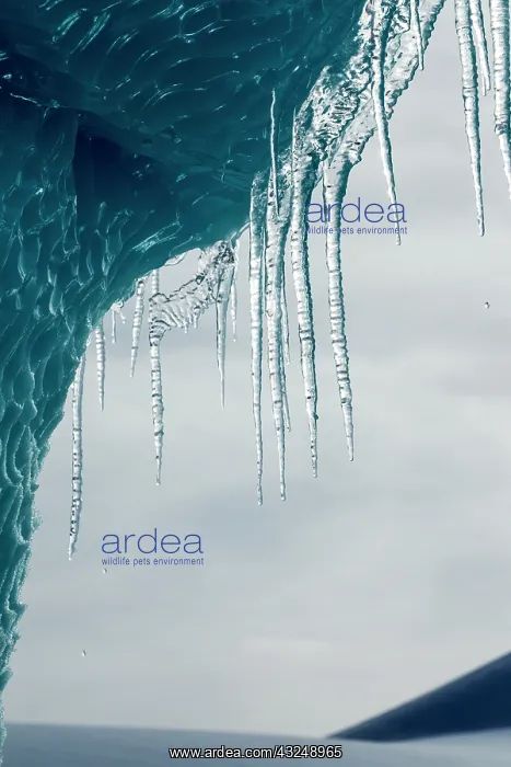 : Antarctica, Icicles hang from iceberg floating : Antarctica, Icicles hang from iceberg floating